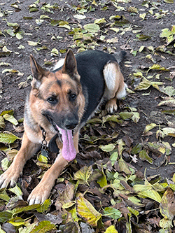 German Shepard named Chase laying down on leaves.